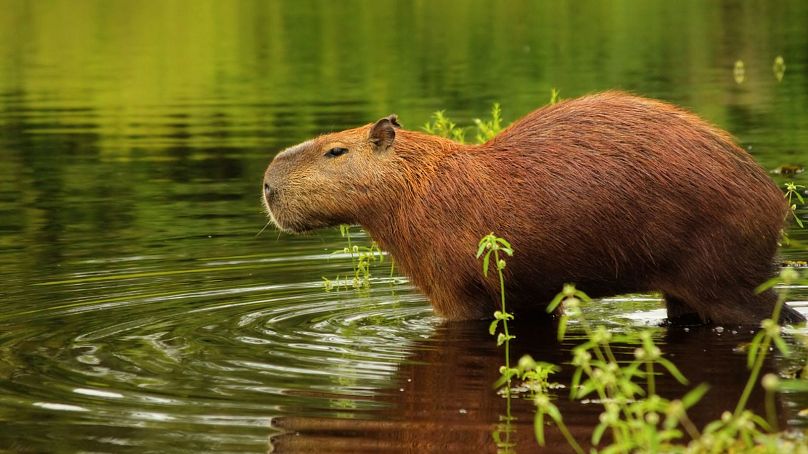 Les parcs nationaux du Brésil abritent certains des animaux les plus curieux de la planète, notamment les capybaras.