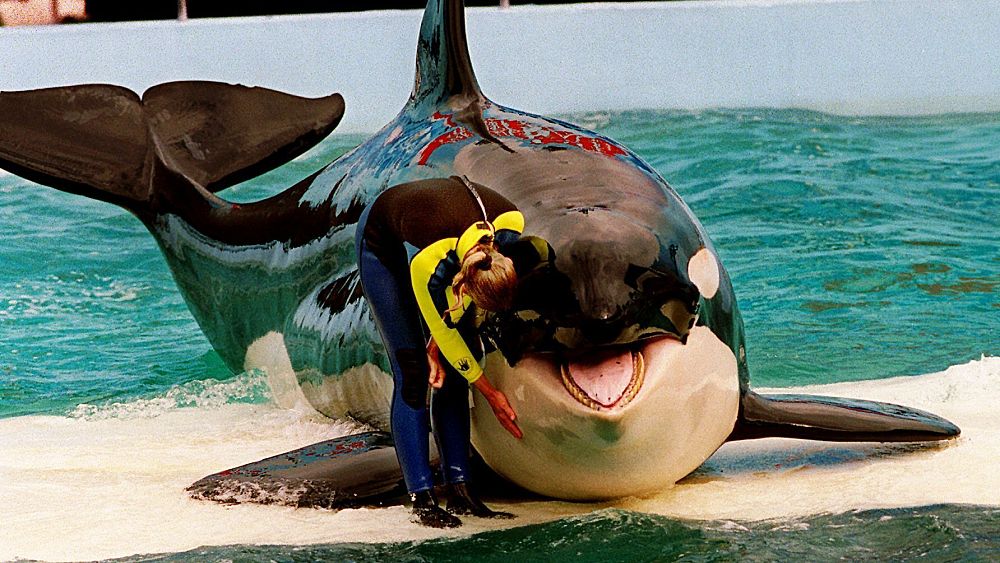 Lolita l'orque est en captivité depuis 52 ans. Maintenant, elle retourne peut-être vers l'océan