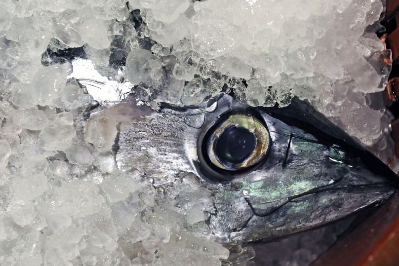 La tête d'un thon est vue recouverte de glace dans le port basque de Hondarribia, juillet 2009.