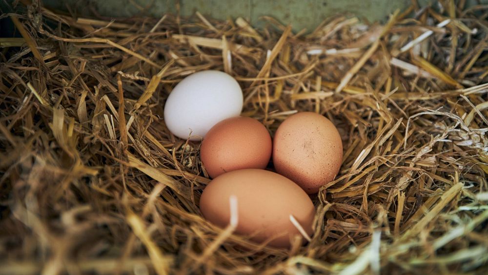 Des millions de personnes en France ont été averties de ne pas manger d'œufs de poules de basse-cour en raison d'une pollution chimique permanente