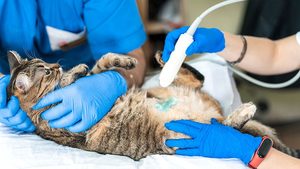 Chirurgie cérébrale pour les animaux de compagnie : comment nos amis à quatre pattes pourraient être à l'origine de la prochaine tendance d'investissement