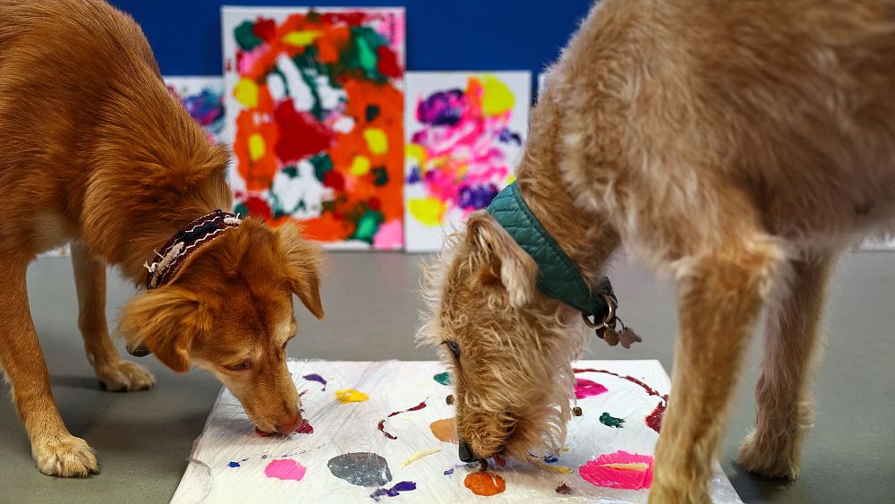 Le refuge de sauvetage des animaux de Bristol s'attaque à la crise du financement avec une vente aux enchères d'œuvres d'art réalisées par des chiens