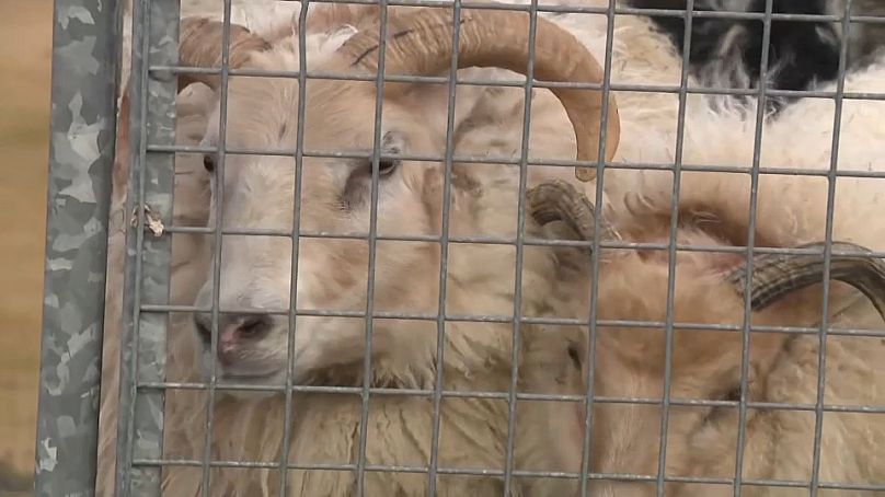 Des moutons sauvés de la ville islandaise de Grindavik menacée par une éruption volcanique