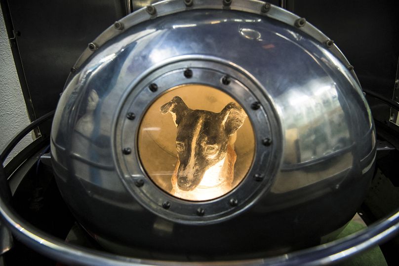 Une effigie du chien Laika, la première créature vivante dans l'espace, à l'intérieur d'une réplique du satellite Spoutnik II à la Maison centrale de l'aviation et de l'astronautique de Moscou.