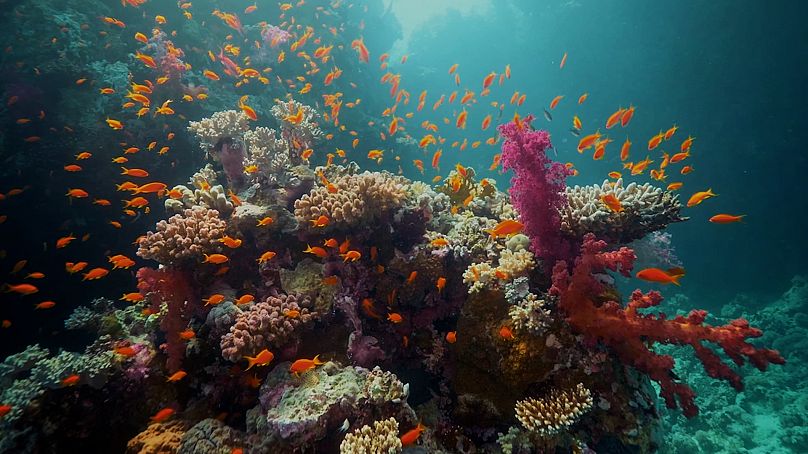 Les récifs coralliens de la mer Rouge promettent d'être parmi les plus abondants de la région