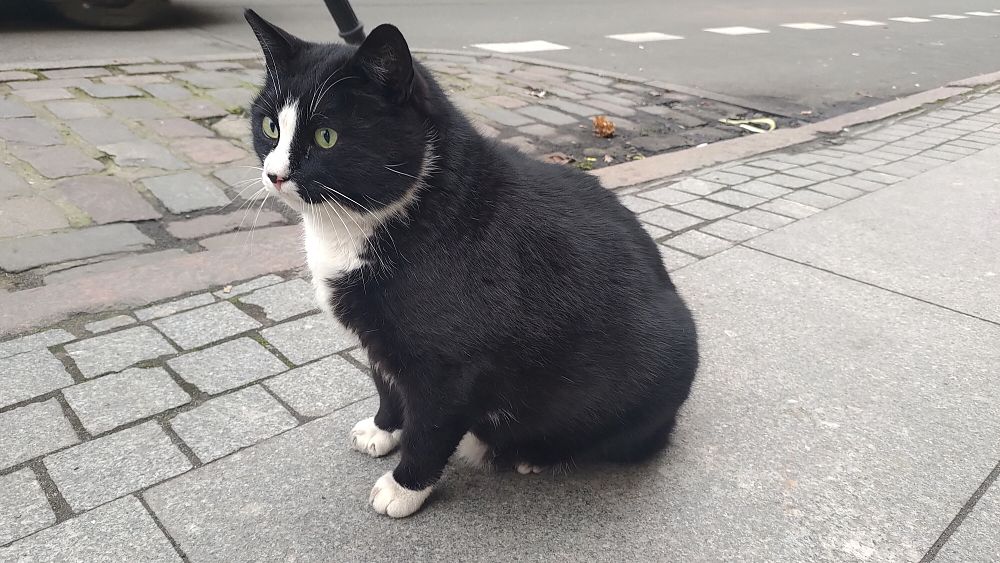L'attraction touristique la plus prisée de cette ville polonaise était un chat des rues jusqu'à ce qu'il soit relogé