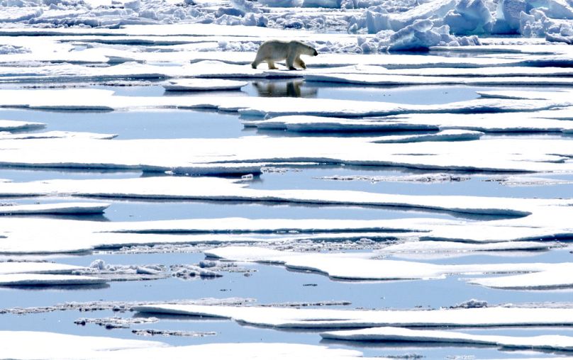Un ours polaire marche sur la glace de mer flottant dans le détroit de Victoria, dans l'archipel arctique canadien, en juillet 2017.