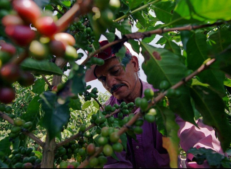 un agronome inspecte un caféier dans la ferme de Sébastopol, près de San Pelegrino, dans la région productrice de café du centre de la Colombie, juillet 1997