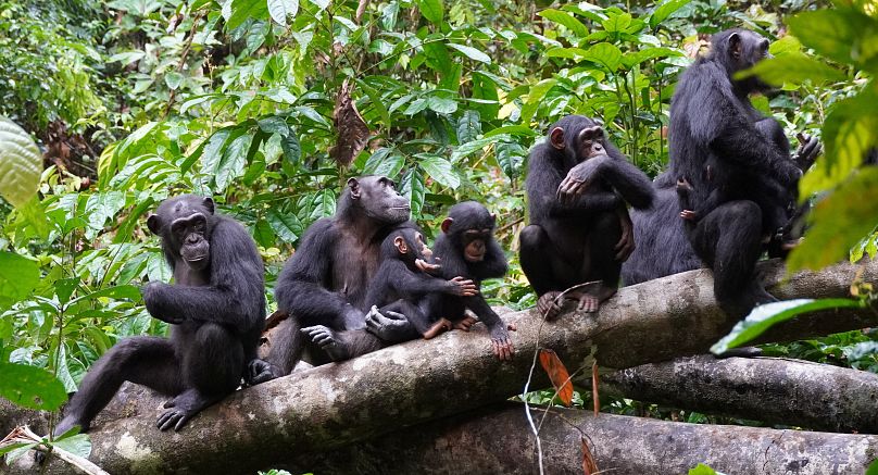 Un groupe de chimpanzés écoute d'autres chimpanzés entendus à distance dans les forêts d'Afrique de l'Ouest en Côte d'Ivoire