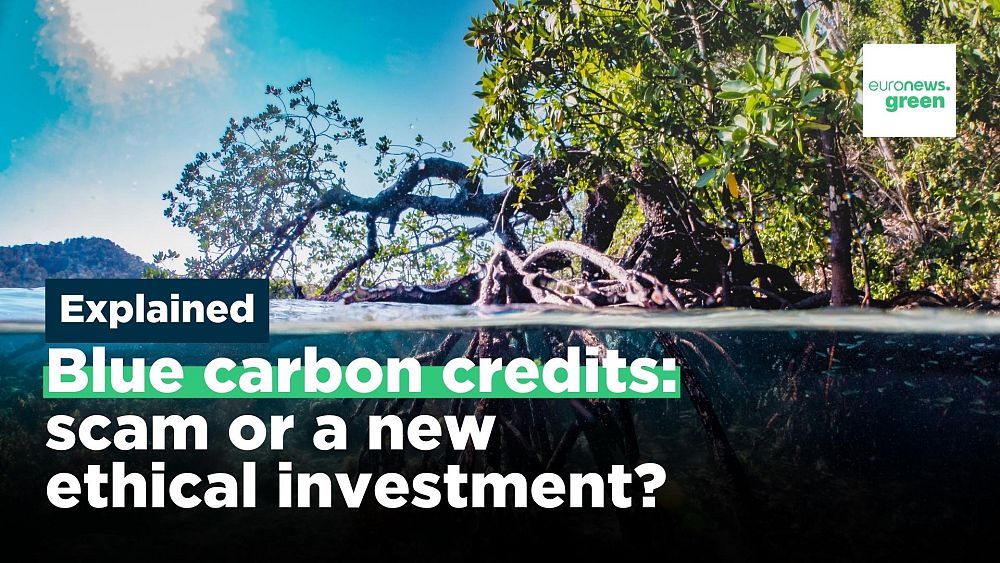 Que sont les crédits de carbone bleu et peuvent-ils contribuer à lutter contre la crise climatique ?