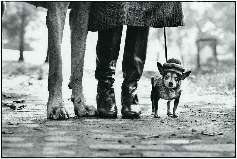 Félix, Gladys, Rover, New York, États-Unis 1974