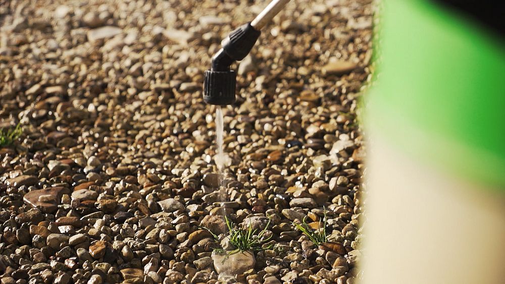 Glyphosate : l'herbicide très critiqué et toujours utilisé en Europe