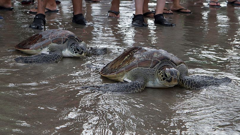 Les tortues vertes (Chelonia mydas) se dirigent vers l'océan lors de leur libération sur la plage de Kuta, Bali, Indonésie, le 8 janvier 2022.