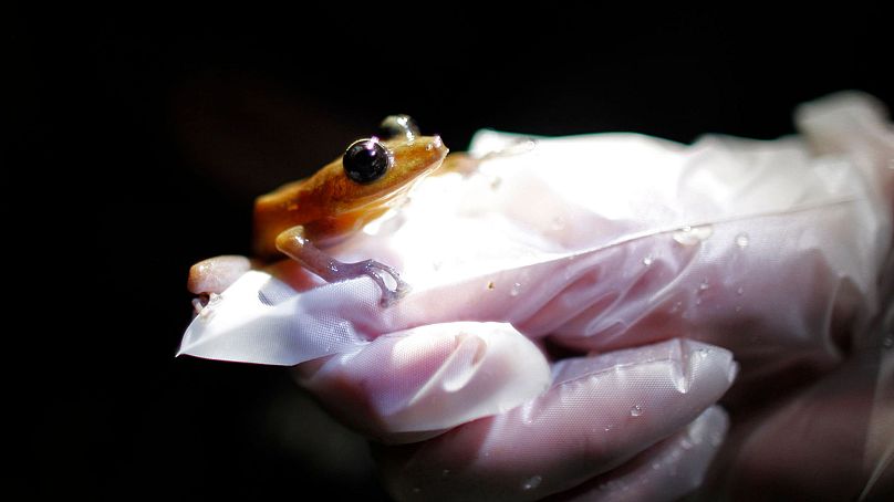 Un chercheur tient un Coqui Guajon ou Rock Frog (Eleutherodactylus cookiei) dans une forêt tropicale de Patillas, Porto Rico, le 21 mars 2013.