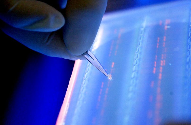 Un agent de laboratoire coupe un fragment d'ADN sous une lumière UV pour déterminer une mutation génétique chez un patient atteint d'un cancer du sang, à Singapour, en avril 2007.