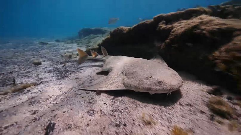 Les requins-anges sont connus pour leur corps aplati. Leur nom dérive de leur apparence, qui rappelle celle des raies.