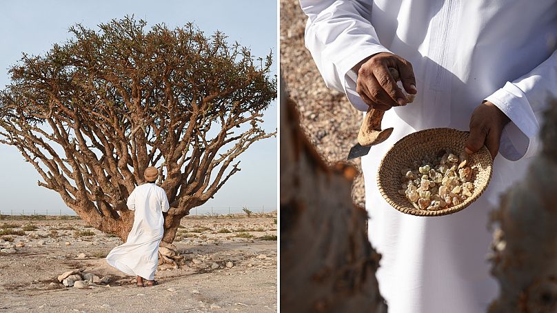 Le gouvernement d'Oman s'est associé à la marque patrimoniale Amouage pour protéger les arbres à encens du pays.