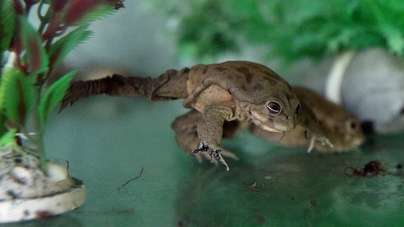 Une grenouille captive, de l'espèce Telmatobius Culeus, se déplace à l'intérieur d'une boîte en verre au zoo de Huachipa, à la périphérie de Lima, au Pérou, le 6 novembre 2019.