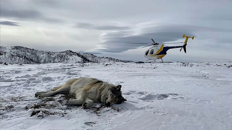 En février 2021, le personnel des parcs et de la faune du Colorado a tranquillisé et placé un collier GPS sur un loup gris mâle repéré dans le centre-nord du Colorado dans la meute de Snake River, dans le Wyoming.