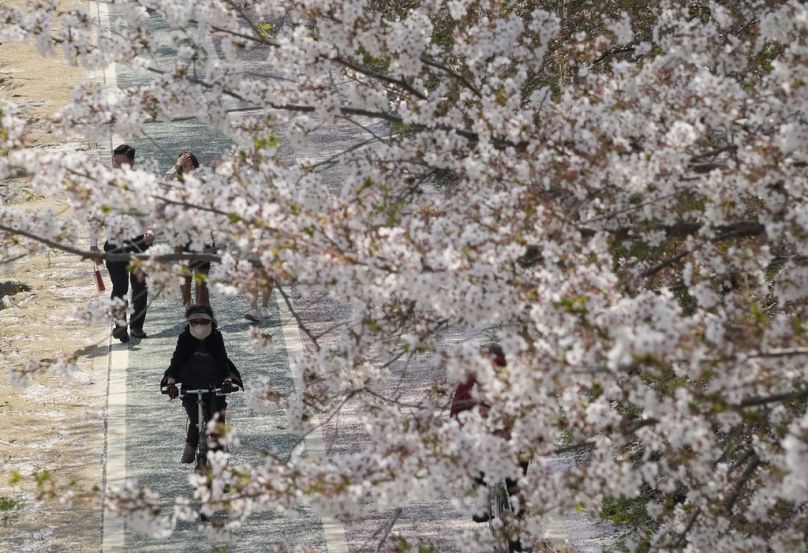 Une femme fait du vélo sous les cerisiers en pleine floraison dans un parc de Séoul, avril 2023