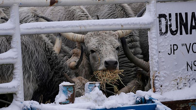 Des vaches mangent et flottent sur une barge depuis une île fluviale inondée de Krcedinska Ada sur le Danube, à 50 kilomètres au nord-ouest de Belgrade, en Serbie, le 9 janvier 2024.
