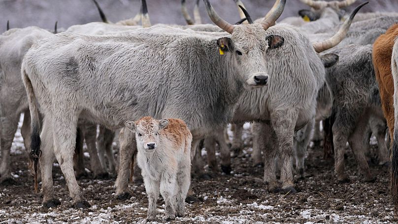 Après avoir été piégés pendant des semaines par les hautes eaux sur une île fluviale serbe, les vaches et les chevaux sont évacués.