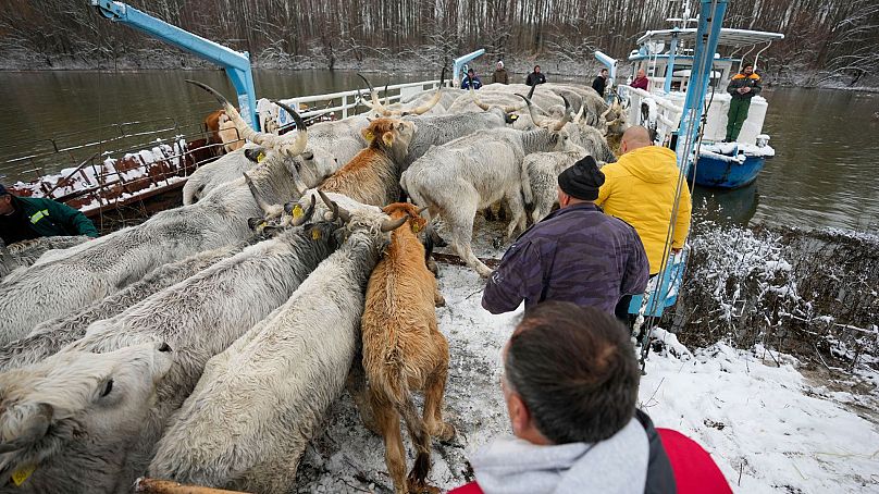 Des agriculteurs transportent des vaches depuis une île fluviale inondée de Krcedinska Ada, sur le Danube.