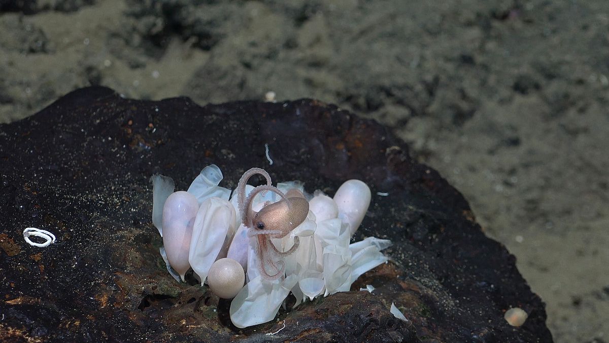 An octopus hatchling emerges from a group of eggs at a new octopus nursery, first discovered by the same team in June, at Tengosed Seamount, off Costa Rica.