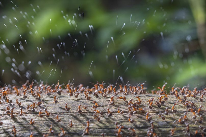 Les fourmis des bois déclenchent la sécrétion d'acide par René Krekels