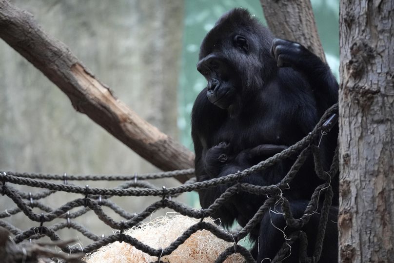 Le gorille Duni, 10 ans, tient son nouveau-né dans ses bras au zoo de Prague, en République tchèque