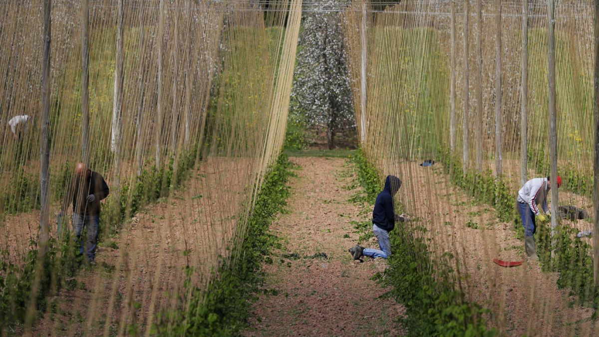 In this May 5, 2020, photo, seasonal workers train the growing hops by winding or tying two or three shoots clockwise to each string, at Stocks Farm in Worcestershire,UK.