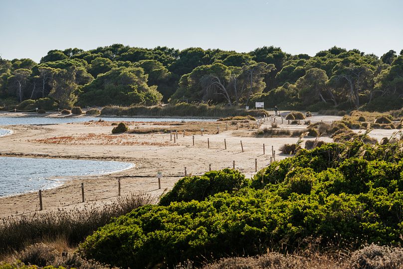 Le parc national de l'Albufera est le parc national de Valence "poumon vert".
