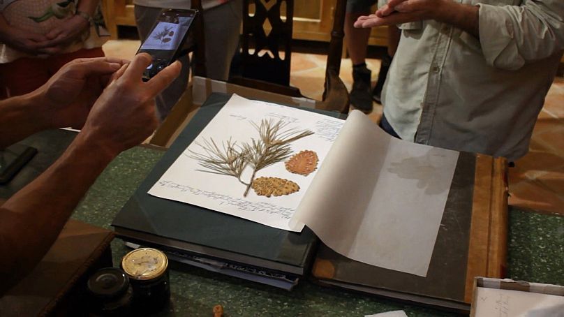 Kike a créé The Edible Hermarium, une initiative éducative pour partager son expertise en matière de plantes comestibles.