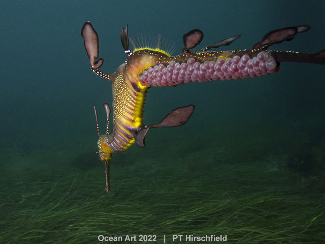 Un dragon de mer Weedy mâle porte des œufs roses sur sa queue