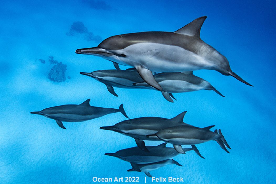 Formation de dauphins