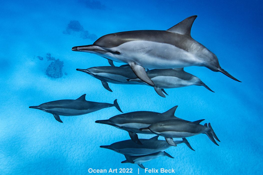 Formation de dauphins