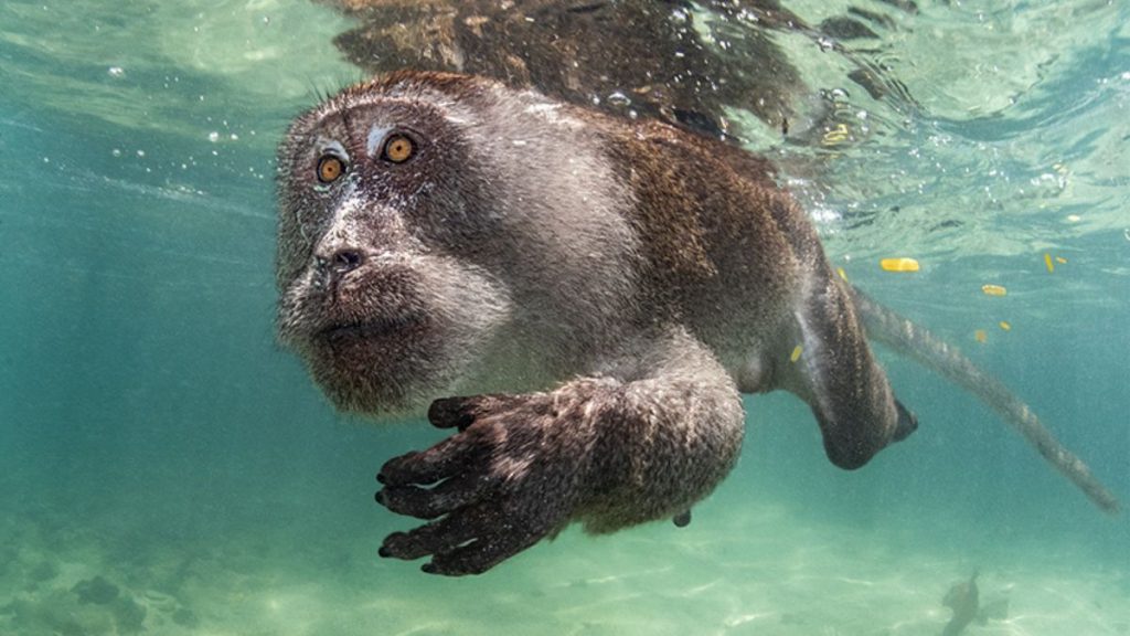Baleines grand écran et coraux en gros plan : découvrez les gagnants de l'Ocean Art 2023