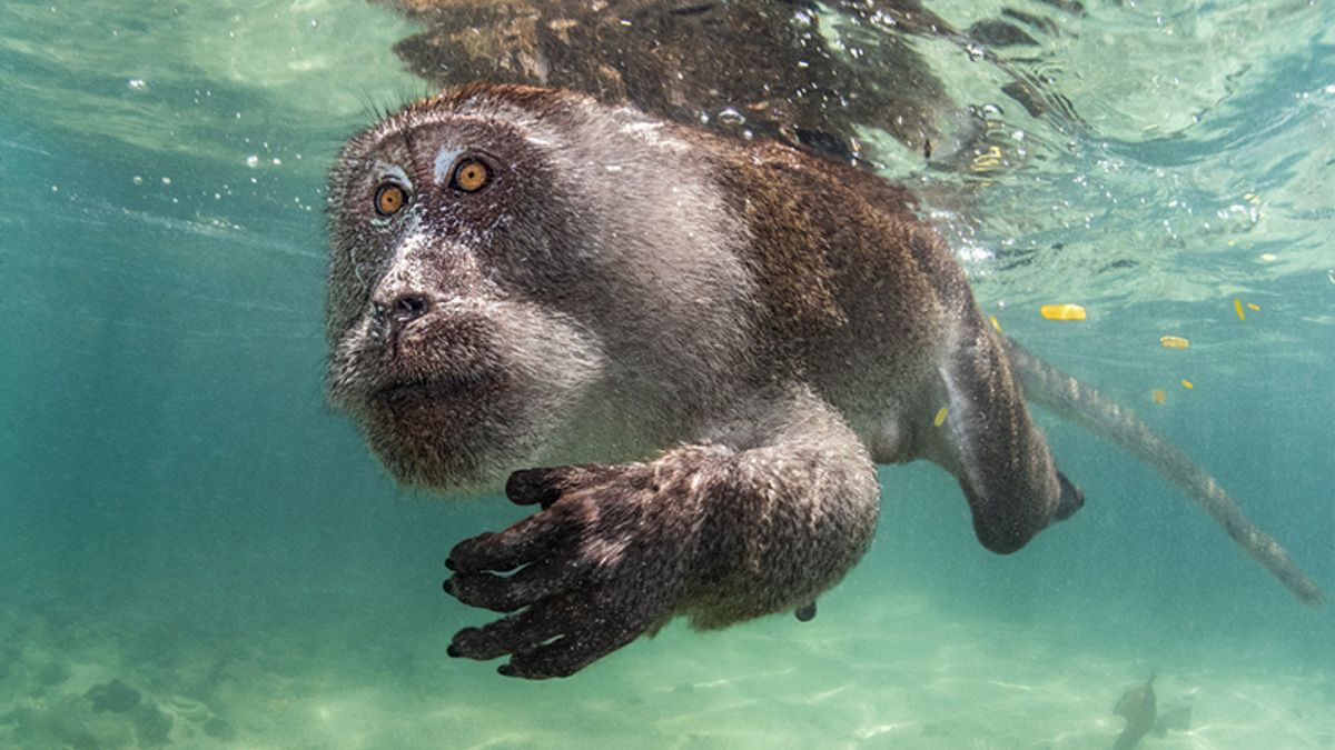 Baleines grand écran et coraux en gros plan : découvrez les gagnants de l'Ocean Art 2023