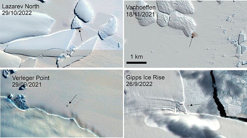 Cette combinaison d'images satellite du British Antarctic Survey de janvier 2024 montre quatre nouveaux sites de colonies de manchots empereurs en Antarctique.