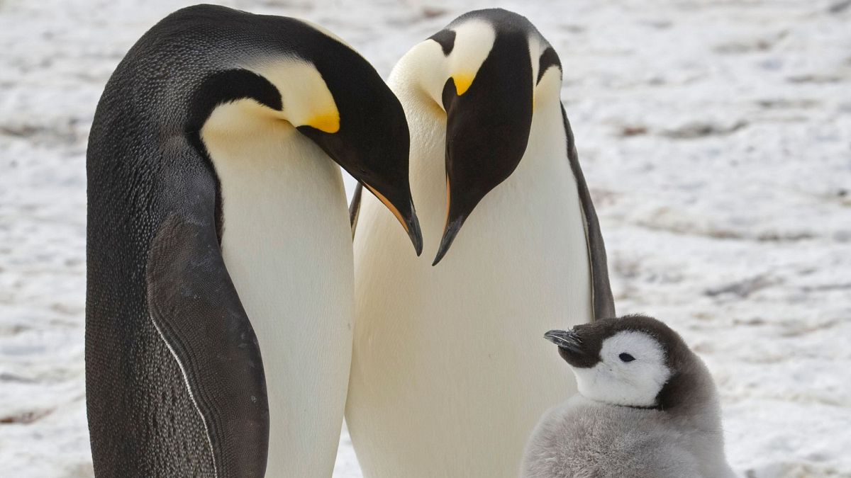 This undated photo provided by the British Antarctic Survey in January 2024 shows adult emperor penguins with a chick near Halley Research Station in Antarctica.