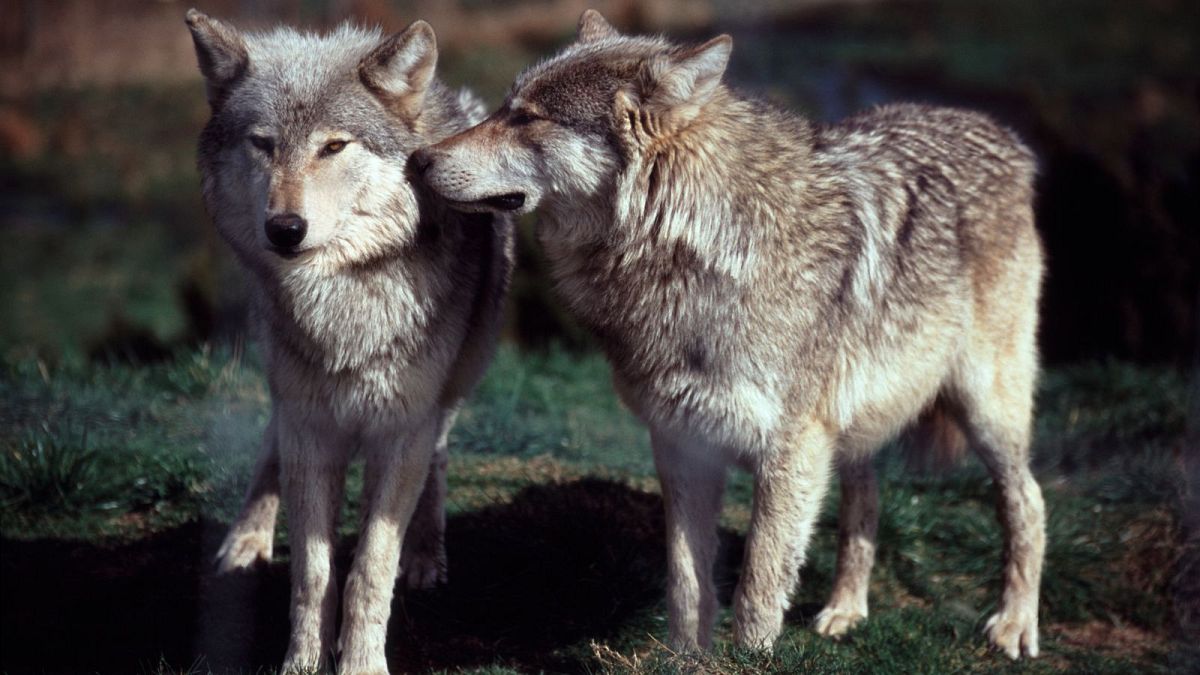 Dutch authorities will be allowed to use paintball guns to scare off wolves at a popular national park, a court ruled.