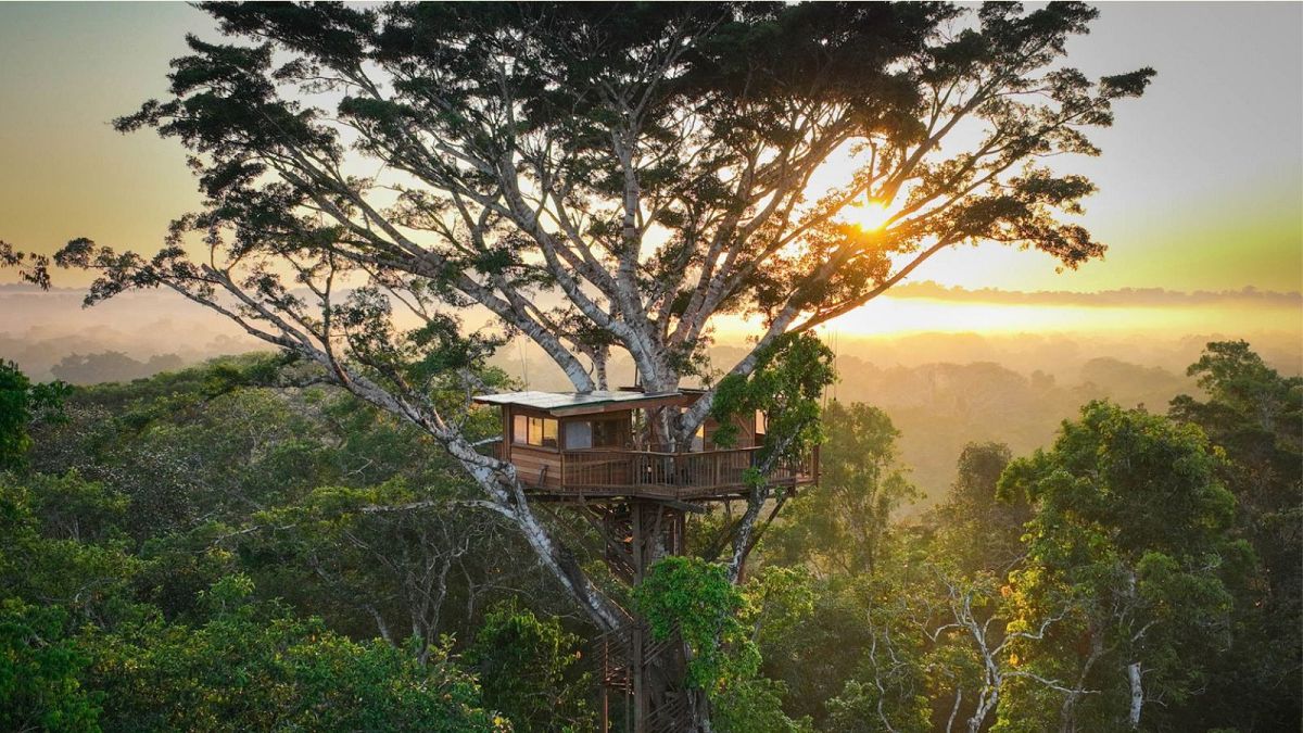 Classroom in the clouds: The treehouse is 32 metres up in the crown of a strangler fig tree.