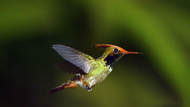 Le Pérou est le paradis des ornithologues amateurs.