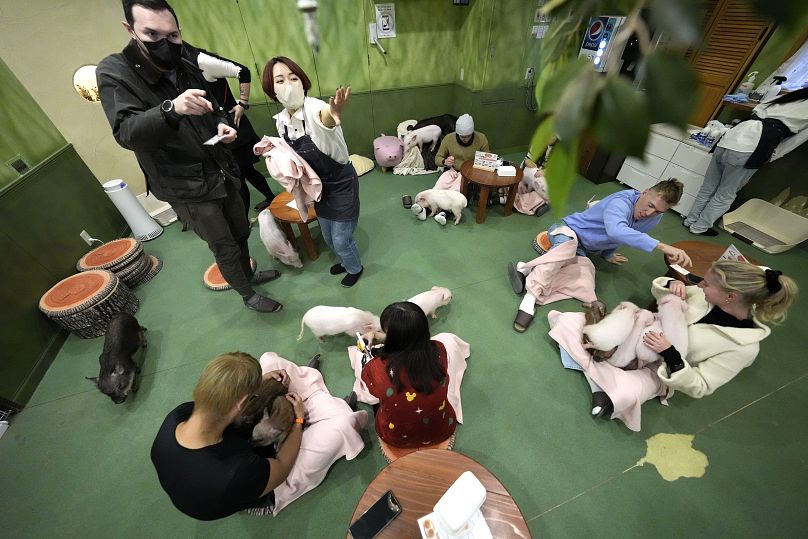 Les cafés pour bébés micro-cochons connaissent un grand succès auprès des touristes au Japon.