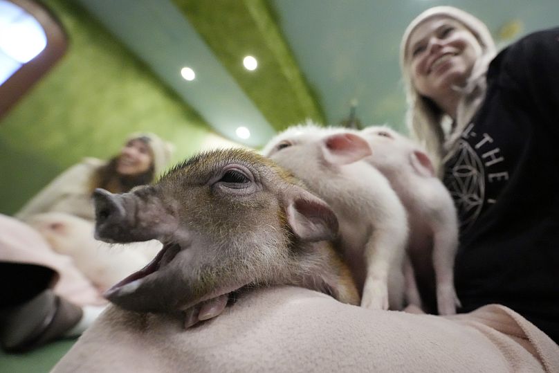 Des clients jouent avec des micro-cochons dans un café Mipig, le 24 janvier 2024, à Tokyo.
