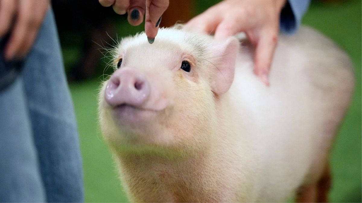 ‘Each pig is unique’: Inside the quirky Japanese café pulling in tourists.