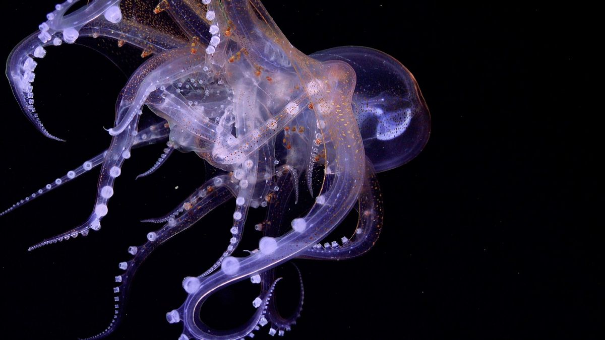 An unusual sighting of glass octopuses intertwined, captured by the Schmidt Ocean Institute research team.