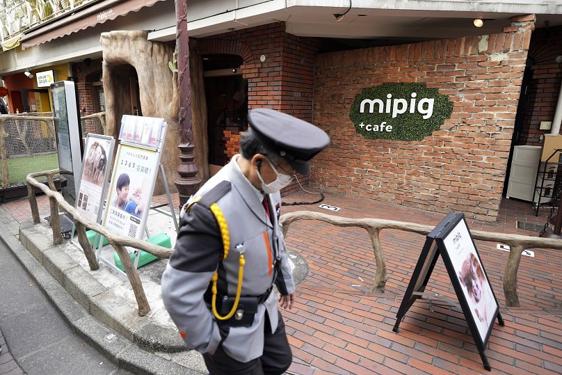Le Mipig Café, dans le quartier branché d'Harajuku, fait partie des dix cafés à cochons que l'opérateur a ouverts au Japon.