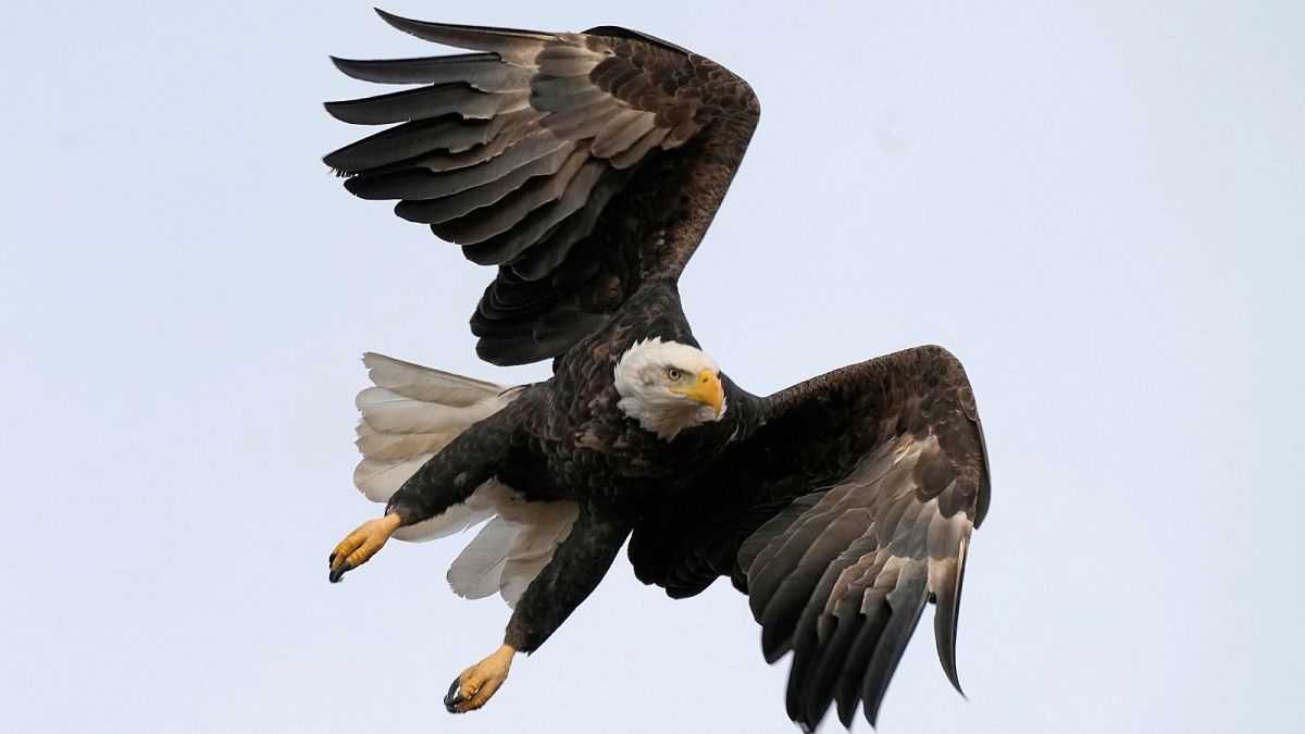 A bald eagle flies at Loess Bluffs National Wildlife Refuge, 2021, in Mound City, Missouri, US.