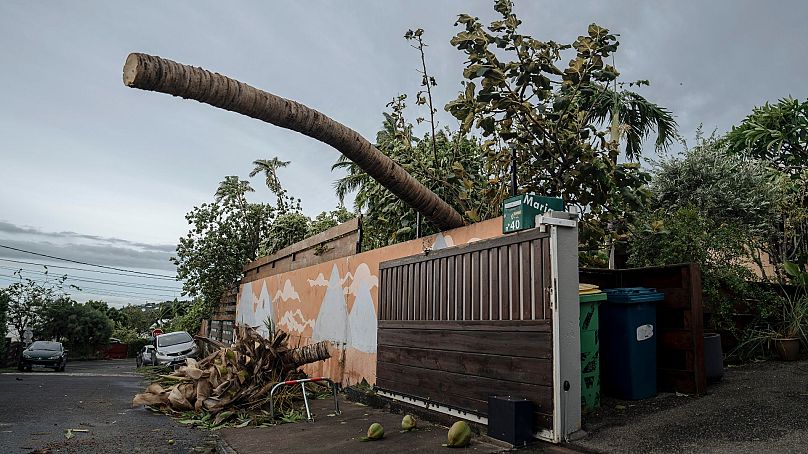 Un arbre est tombé sur un mur de la ville de La Plaine Saint-Paul, sur l'île de la Réunion, dans l'océan Indien français, le 15 janvier 2024.
